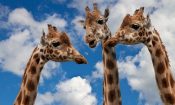 #HighlySensitivePeople #Introverts: How much socialization do you need?